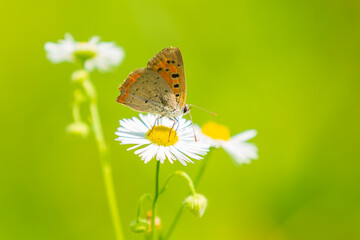 Small or common copper butterfly lycaena phlaeas closeup