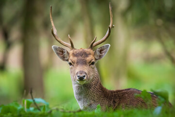 Fototapeta premium Fallow deer stag Dama Dama in a forest
