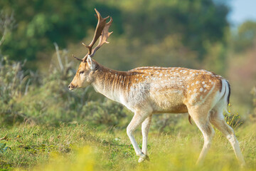 Fallow deer stag Dama Dama in a forest