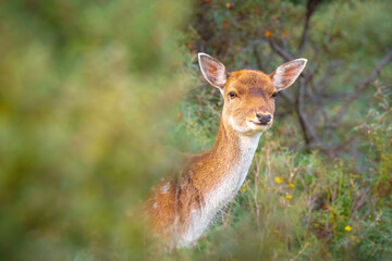 Female fallow deer doe or hind, Dama Dama