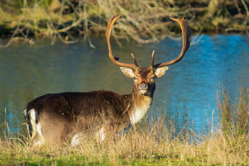 Fallow deer stag Dama Dama with big antlers