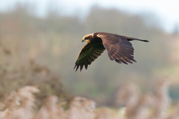 Western marsh harrier, Circus aeruginosus, bird of prey hunting