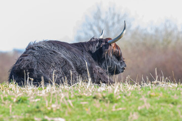 Closeup of brown red Highland cattle, Scottish cattle breed Bos taurus with big long horns