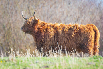 Closeup of brown red Highland cattle, Scottish cattle breed Bos taurus with big long horns