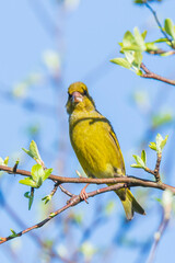 Greenfinch Chloris chloris male bird singing
