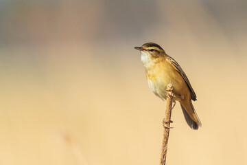 Eurasian reed warbler Acrocephalus scirpaceus bird singing in reeds during sunrise.