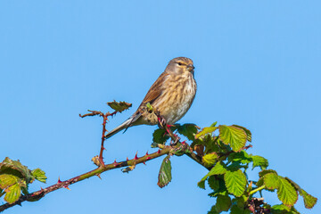 Linnet bird female, Carduelis cannabina singing