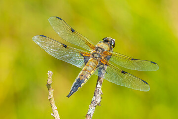Close-up of a four-spotted chaser Libellula quadrimaculata dragonfly