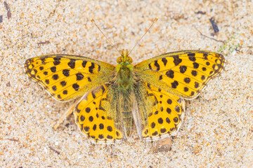 Queen of spain fritillary, issoria lathonia, butterfly resting in a meadow.