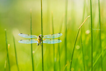 Close-up of a four-spotted chaser Libellula quadrimaculata dragonfly
