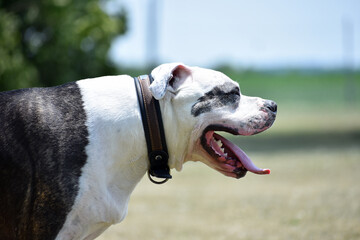 pitbull portrait