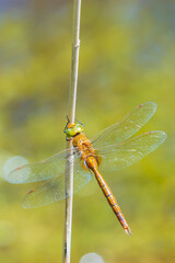 Green-eyed hawker Aeshna isoceles