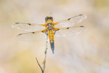 Close-up of a four-spotted chaser Libellula quadrimaculata dragonfly
