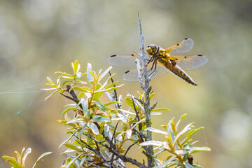 Close-up of a four-spotted chaser Libellula quadrimaculata dragonfly