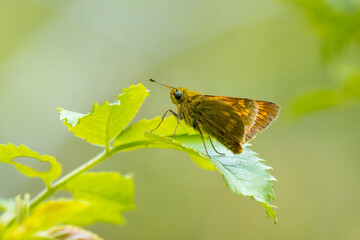 Large skipper Ochlodes sylvanus butterfly resting