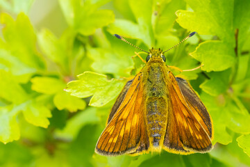 Large skipper Ochlodes sylvanus butterfly resting