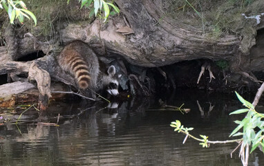 Waschbär