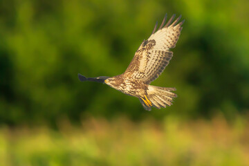 Common buzzard, Buteo buteo bird of prey , in flight, touching down and hunting