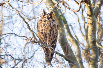 Long eared owl (Asio otus) bird of prey perched in a tree