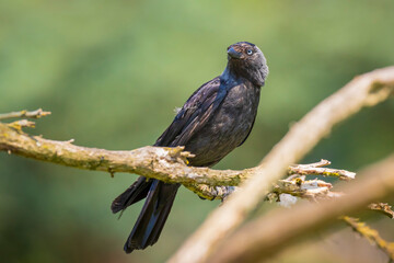 Closeup portrait of a Western Jackdaw bird Coloeus Monedula