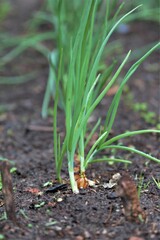 Onions grow outside in the vegetable patch