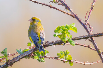 Greenfinch Chloris chloris bird singing