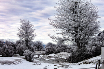 snow covered trees
