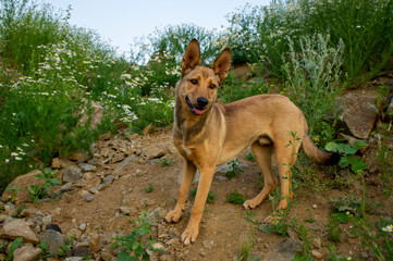 Beige ginger dog walks in the hills with flowers daisies