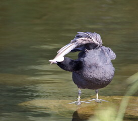 Eurasian coot called Common coot also, Fulica astra in Latin, in water