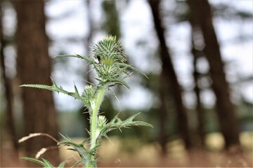 Cirsium vulgare - common thistle in the forest with blurry background in the sunlight