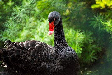 Black swan in the park with green background