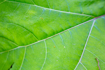 Close to a thick juicy leaf of an exotic plant in a greenhouse