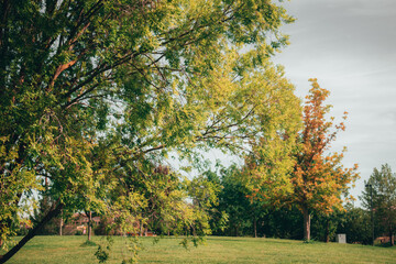 Trees in the Park During Autumn