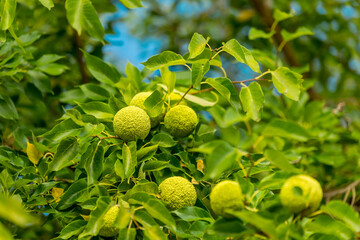 The fruits of maclura pomifera (osage orange, horse apple, adam's apple) grow in the wild on a tree. Fruits are used in alternative medicine.