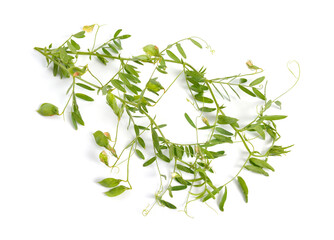 lentil plant or Lens culinaris or Lens esculenta. With flowers and pods isolated.