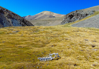 This carcass of a Vicuña is a sign of life high up in the Andes Mountain Range of the Elqui Valley...
