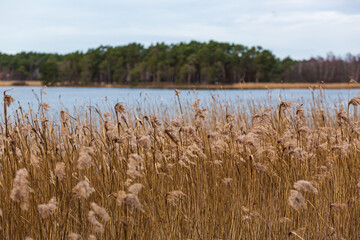 Reeds at a beach edge © Björn Kristersson