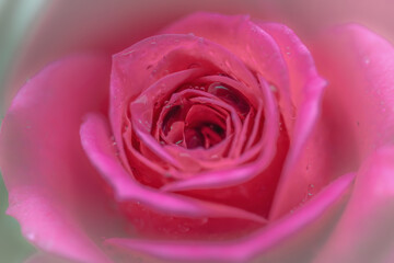 close up of pink rose