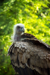 Vulture in zoo with green background