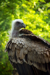 Vulture in zoo with green background