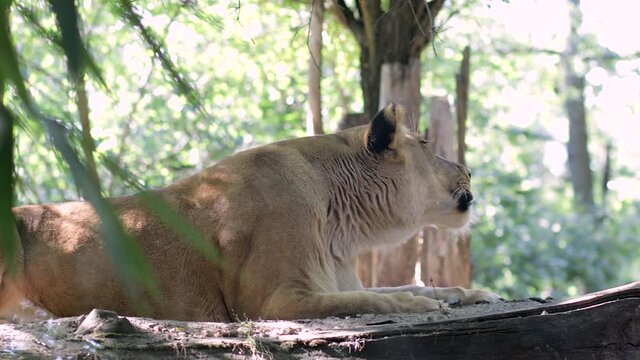 Portrait of a peaceful lioness that roars in the nature. zoologic park, zoo, safari. Natural light, sunny forest