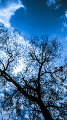 tree and sky