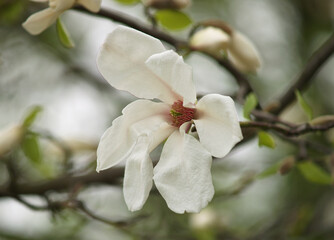 Obraz premium A beautiful magnolia flower on a tree is surrounded by green leaves. Close-up