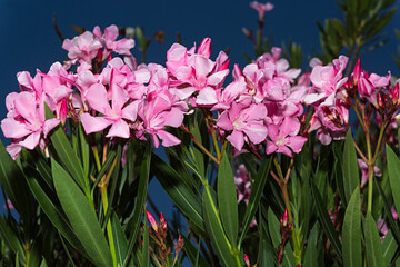 Adelfas rosas.