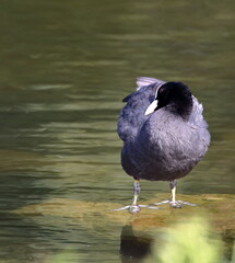Eurasian coot called Common coot also, Fulica astra in Latin, in water