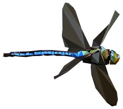 low poly dragonfly vector illustration