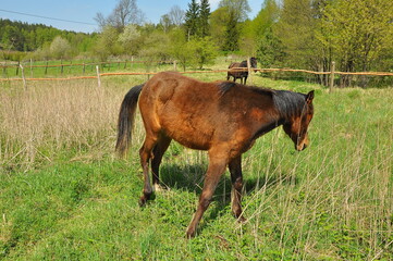 Konie. Polska - Mazury - Warmia. © Rafa