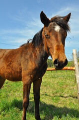 Polska - Mazury - Warmia. Krajobraz. Koń. © Rafa