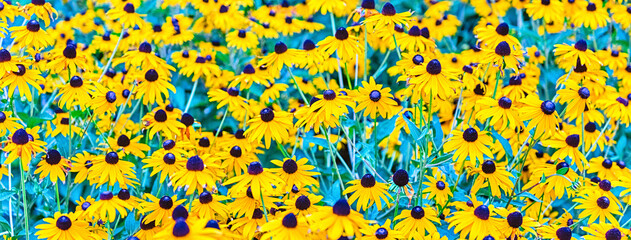 Field of Rudbeckia hirta, aka black-eyed-Susan flowers