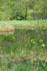 Polska - Mazury. Staw śródleśny.